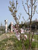 「千年桜プロジェクト」植樹の桜開花の様子を、河北新報でご紹介いただきました