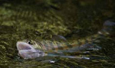 自然の中でエリアフィッシング！