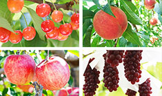 フルーツ王国でフレッシュな果物狩り