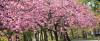 ゆと森倶楽部の桜、4月中旬頃開花