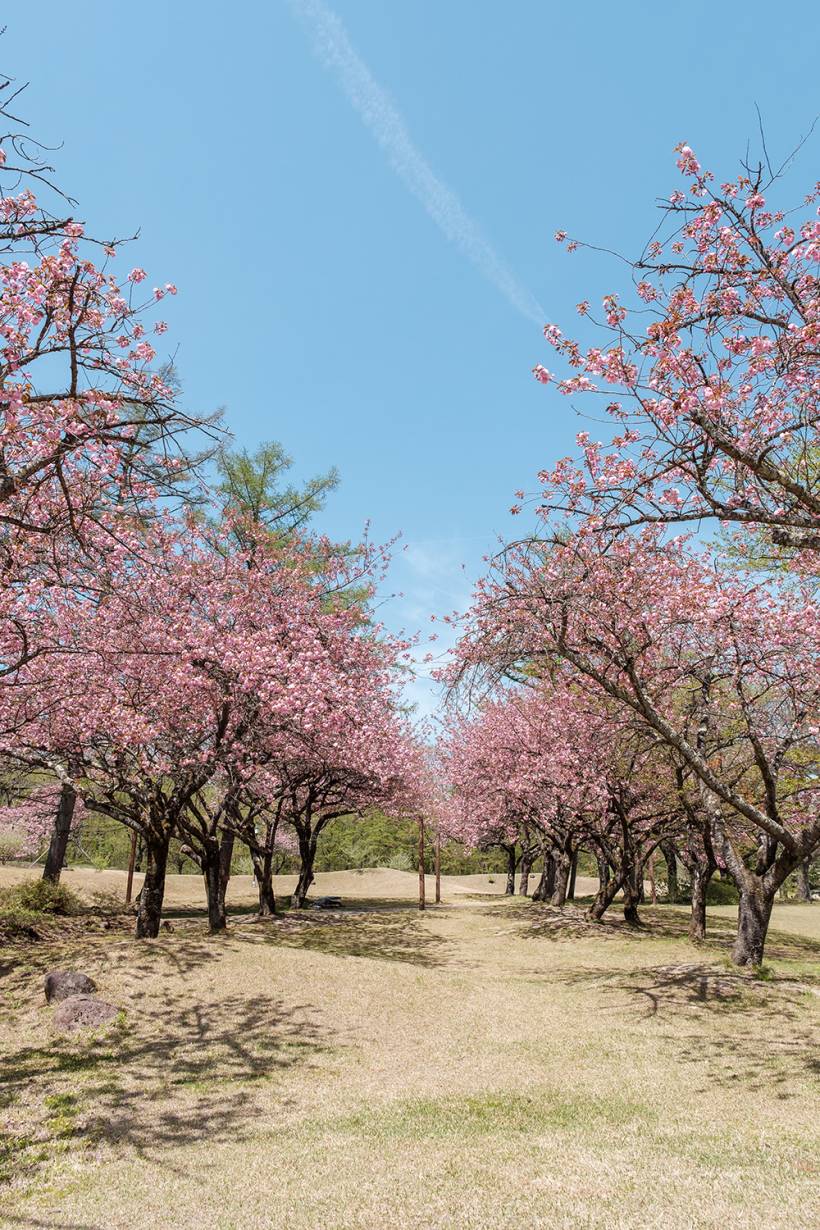 20204年4月26日撮影「八重桜」も見ごろを迎えつつあります。
